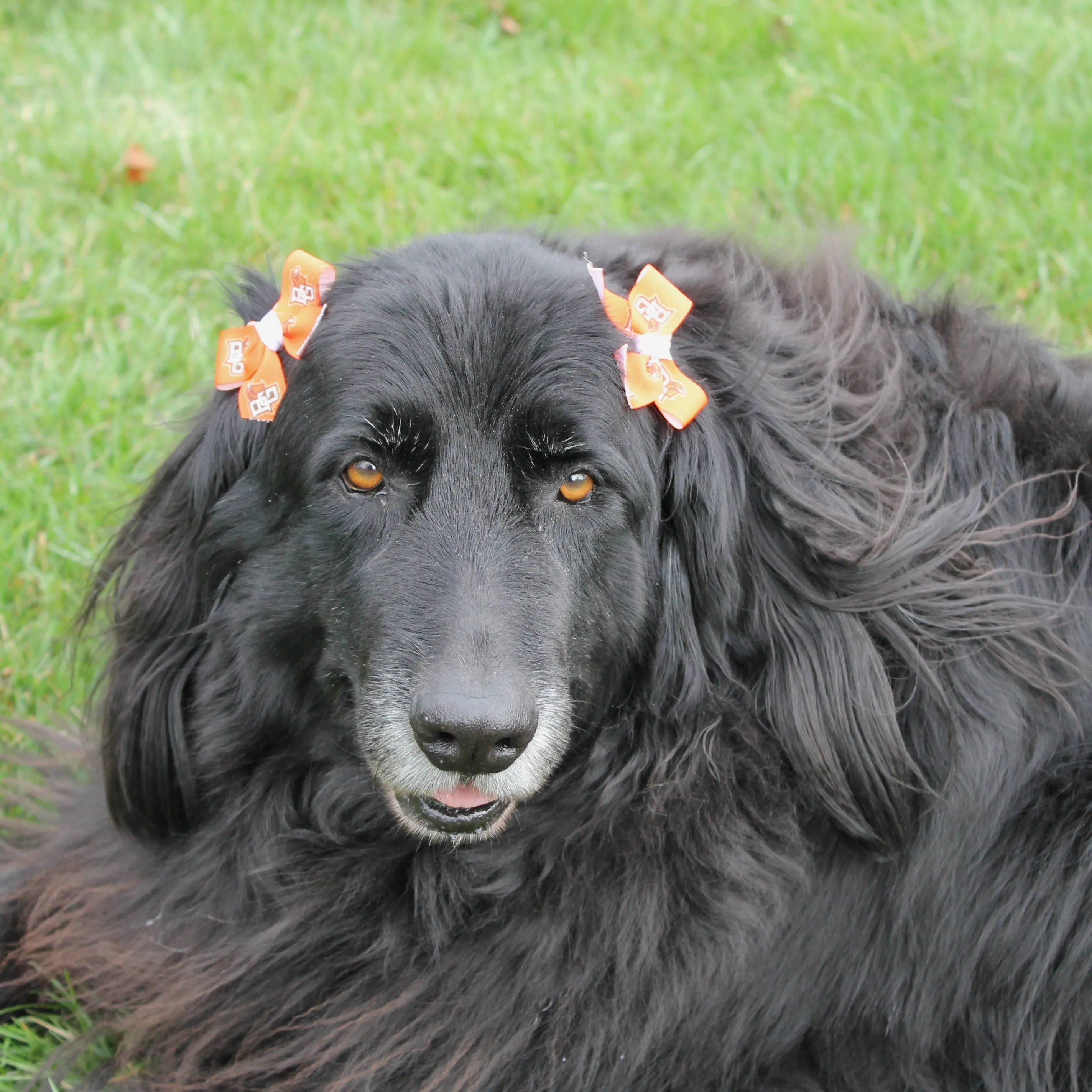 All Star Dog BGSU Hair Bow