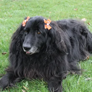 All Star Dog BGSU Hair Bow